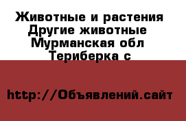 Животные и растения Другие животные. Мурманская обл.,Териберка с.